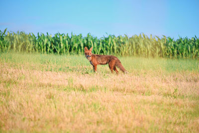 Side view of a fox on field