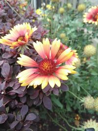 Close-up of flowers blooming outdoors