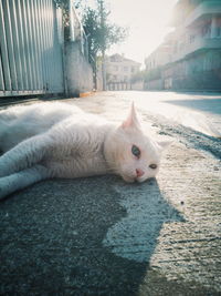 Cat lying on a building