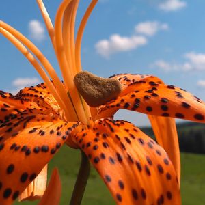 Close-up of orange flowering plant against sky