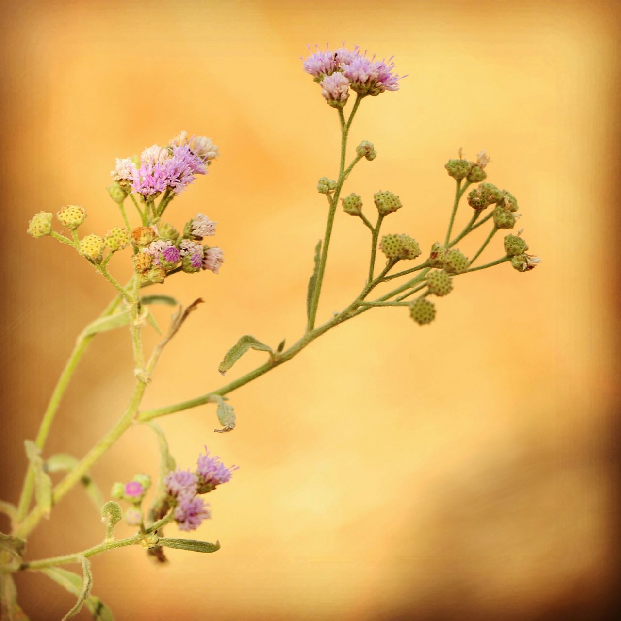 flower, freshness, growth, fragility, petal, stem, plant, beauty in nature, nature, blooming, close-up, focus on foreground, flower head, in bloom, blossom, bud, selective focus, leaf, botany, springtime