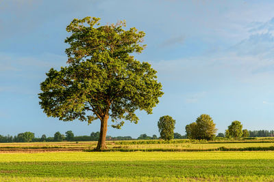 Trees on field against sky. 