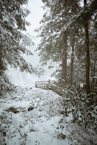 Snow covered land and trees in forest