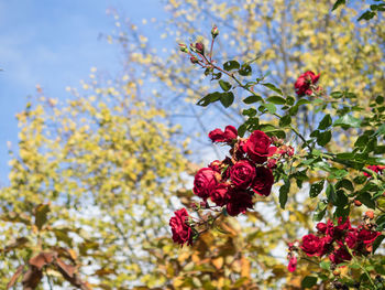 Close-up of red flowers against sky