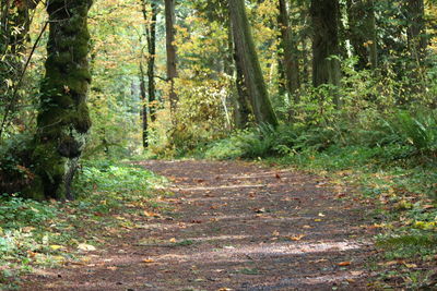 Footpath amidst trees in forest