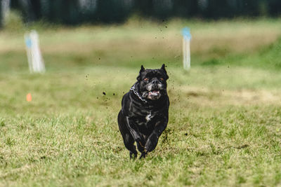 Dog running on field