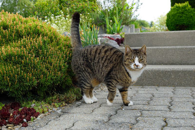 Portrait of cats on footpath