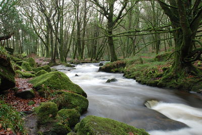 Stream flowing amidst trees in forest