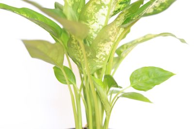 Close-up of fresh green plant against white background