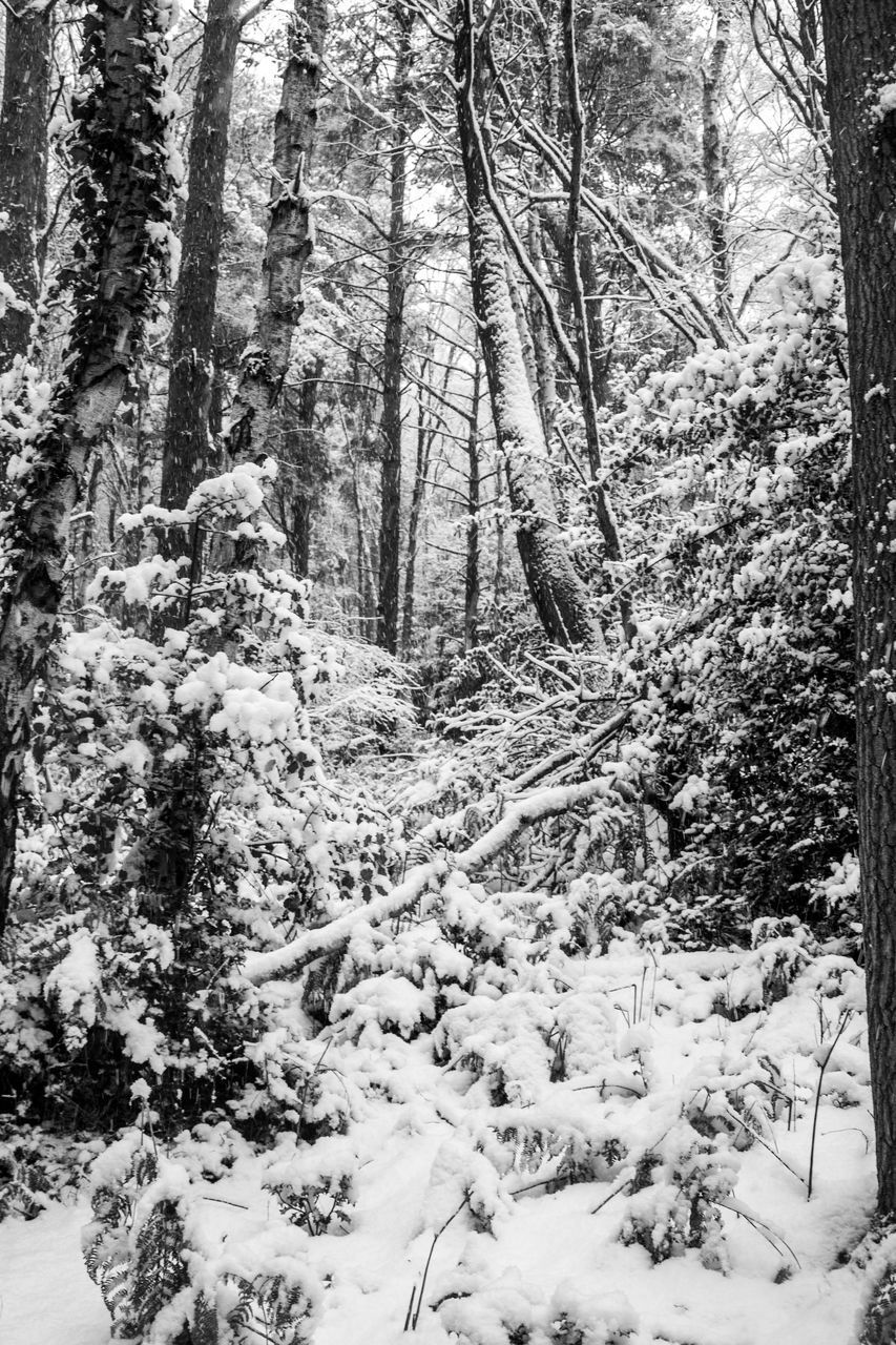 TREES ON SNOW COVERED FOREST