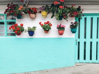 Potted plants against wall