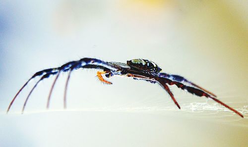 Close-up of insect against white background