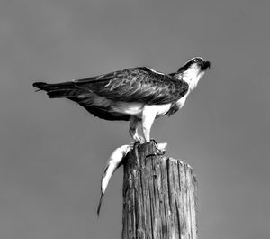 Close-up of owl perching on wood