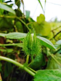 Close-up of insect on plant