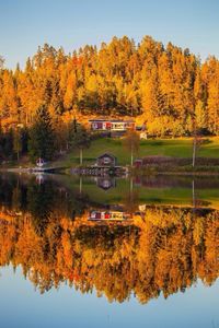 Reflection of trees in water