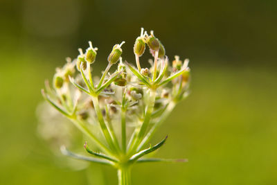 Close-up of flowering plant