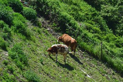 Animals grazing on landscape