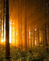 Trees in forest against bright sun