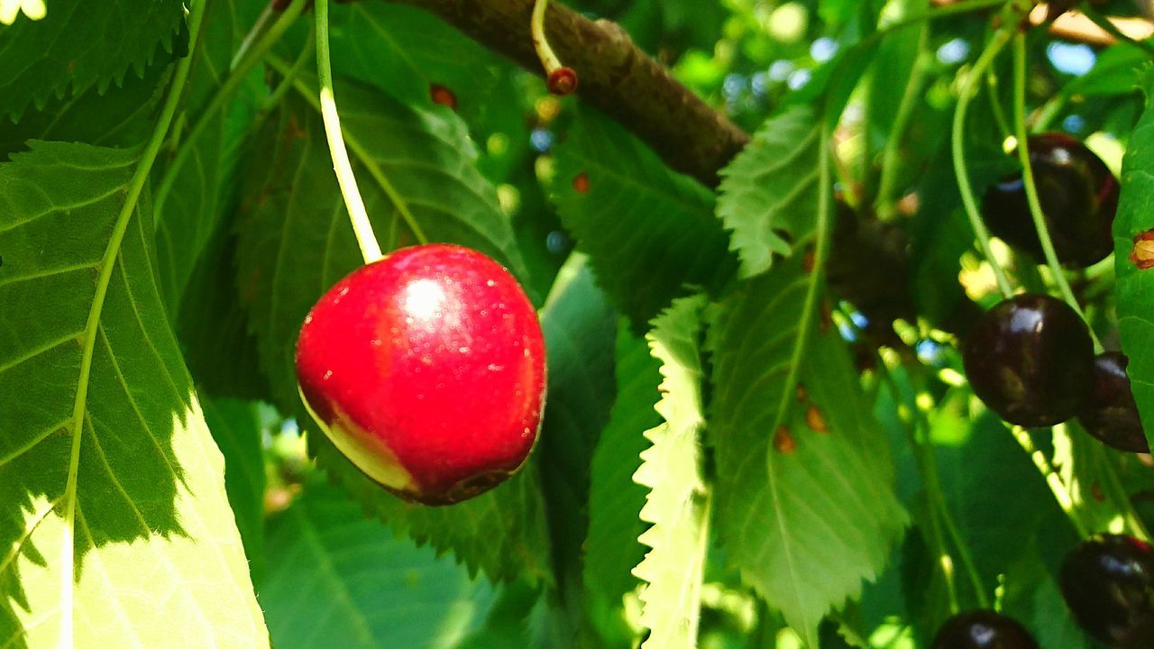 Die farbe rot