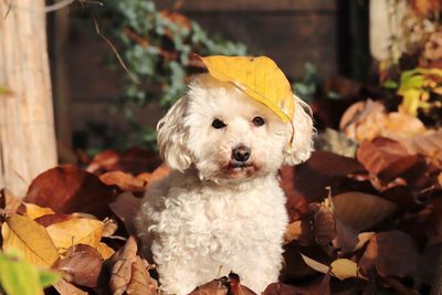 Portrait of white dog on leaves during autumn