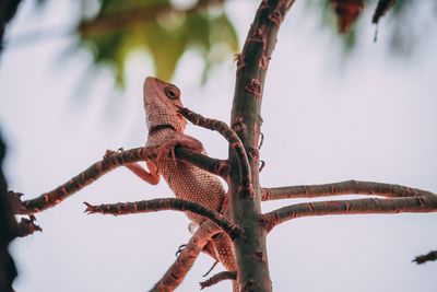 Low angle view of lizard on tree against sky
