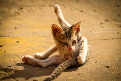 Close-up of stray kitten resting on street