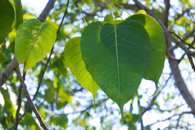 Low angle view of leaves on tree