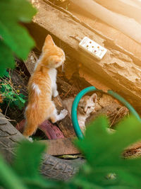 Stray cats