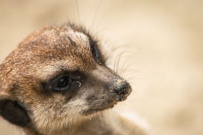 Close-up of an animal looking away