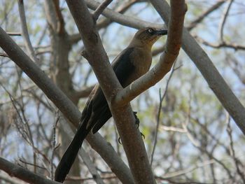 Low angle view of bird perching on tree