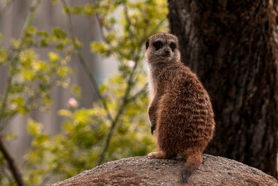 Meerkat on rock