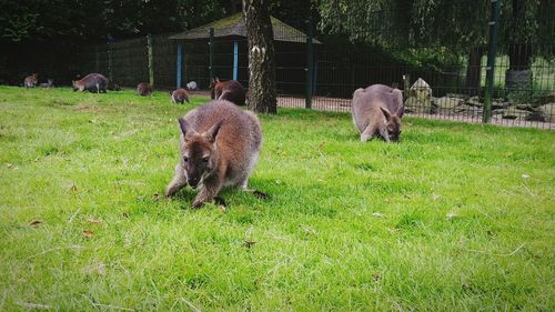 Sheep in park