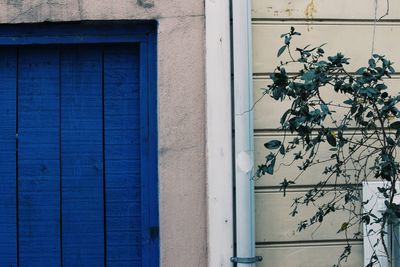 Plants growing outside building