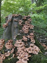 Close-up of mushrooms growing on land in forest