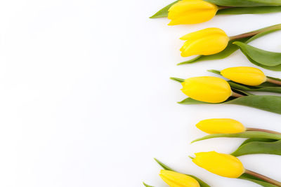 High angle view of fruits against white background