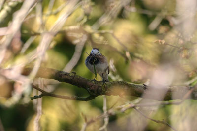 Close-up of bird perching on branch