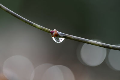 Close-up of water drop on twig