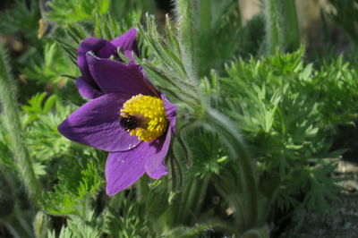 flowering plant