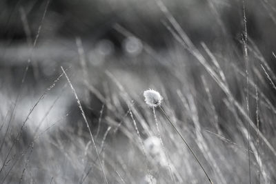 Close-up of wet dandelion on field