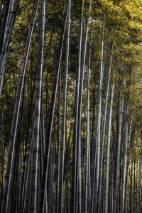 Full frame shot of bamboos growing in forest