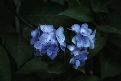 Close-up of purple hydrangea blue flowers