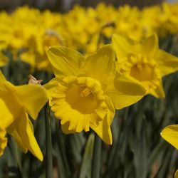 Close-up of yellow daffodil flowers