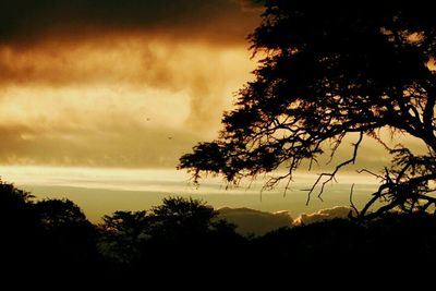 Silhouette tree against sky at sunset