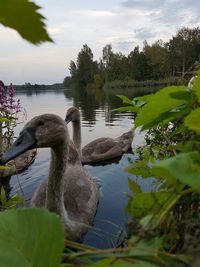 Swan by lake against sky