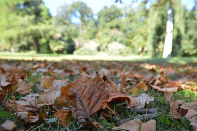 Close-up of leaves on field