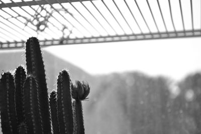 Close-up of plant against cloudy sky