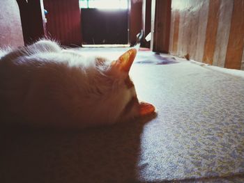 Close-up of dog relaxing at home