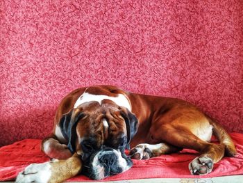 Dog sleeping on rug