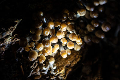 Close-up of mushrooms growing on tree trunk