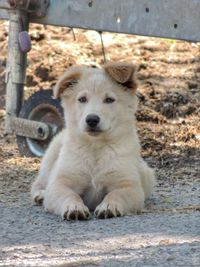 Portrait of dog sitting outdoors